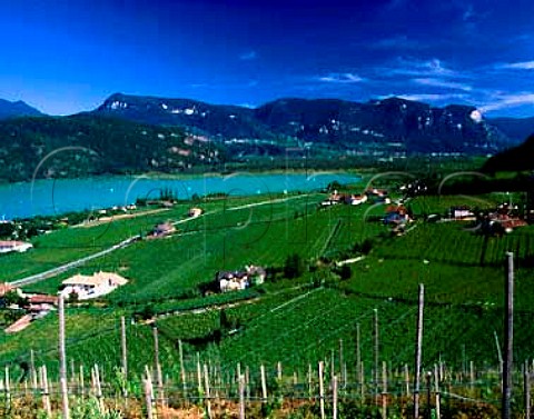 The weinstrasse runs through vineyards on the western side of Lago di Caldaro Alto Adige Italy    Caldaro DOC