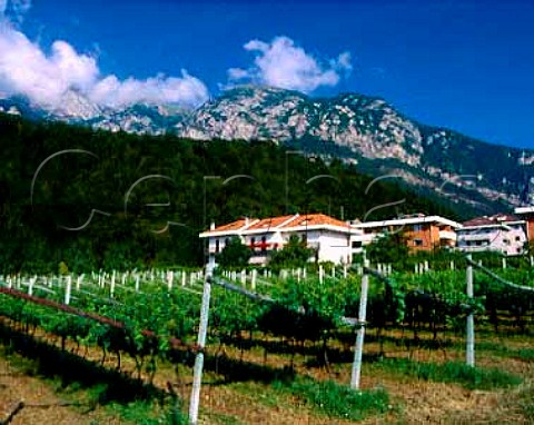 Vineyard trained on pergolas at Ravina   near Trento Trentino Italy    Trentino DOC