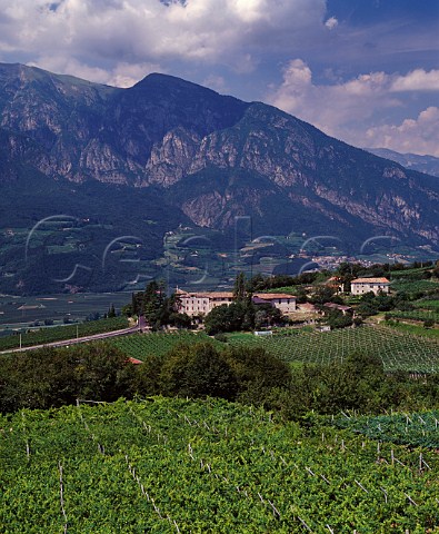 Maso di Villa Gentilotti vineyard of Ferrari above the Adige Valley planted with Chardonnay and Pinot Noir for sparkling wines and Villa Gentilotti Chardonnay   Mattarello near Trento Trentino Italy