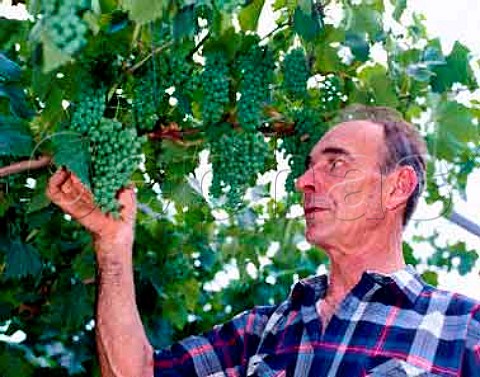 Giovanni Poli inspects his Nosiola grapes growing onthe slopes of Monte Bondone above Santa MassenzaFrom these he makes his highly acclaimed Vino Santoa speciality of the Valle dei Laghi region   Trentino Italy   