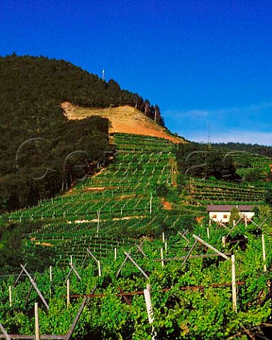 High on the hillside above the village of Faedo at an altitude of around 700 metres is the Palai vineyard of Pojer  Sandri renowned for its MullerThurgau Trentino Italy 