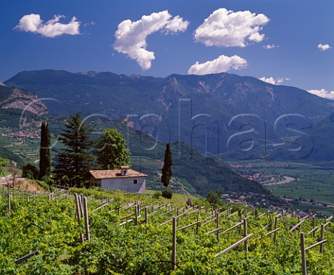 Vineyards near Pedersano high above the   Adige Valley in the Vallagarina region   south of Trento Trentino Italy