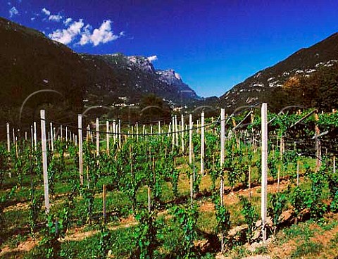 Young vineyard on the western slopes of Monte Bondone in the Valle dei Laghi region The region is noted for its rich Vino Santo made from Nosiola grapes which have been dried on cane trays for 56 months  Santa Massenza Trentino Italy