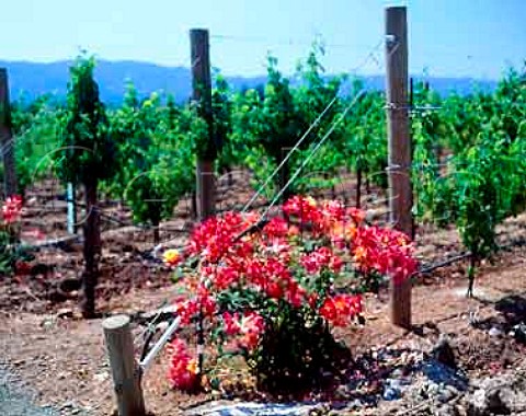 Roses at end of rows in Pine Ridge Vineyards   Yountville Napa Co California  Stags Leap AVA