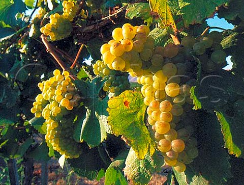 Ripe Chardonnay grapes of Beaulieu Vineyard Napa    California Carneros