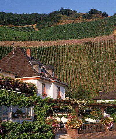 Vineyards above Marienthal in the Ahr valley  Germany   Ahr