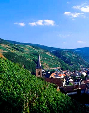 Vineyard above Dernau in the Ahr valley   Germany   Ahr