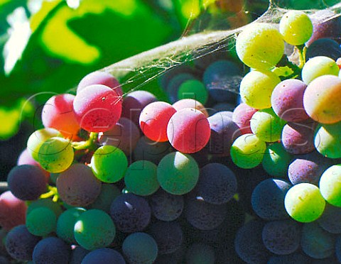 Cabernet Sauvignon grapes changing colour as they   ripen veraison  Frogs Leap winery Rutherford   Napa Valley California