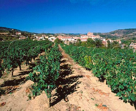 Vineyard at Magrie Aude France  Blanquette de Limoux