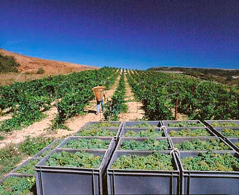 Boxes of harvested Chardonnay grapes by vineyard of    Domaine de lAigle Roquetaillade Aude France   ACs Limoux  Crmant de Limoux
