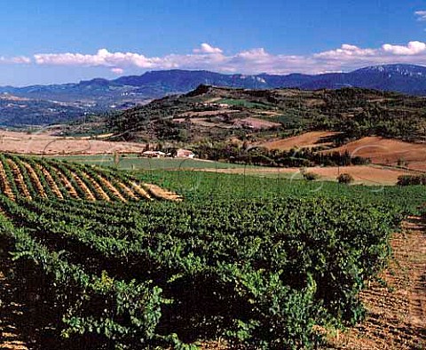 Vineyards at ConilhacdelaMontagne  Aude France   Limoux