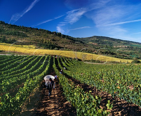 Harvesting Pinot Noir grapes in vineyard of Domaine de lAigle Roquetaillade Aude France   Limoux