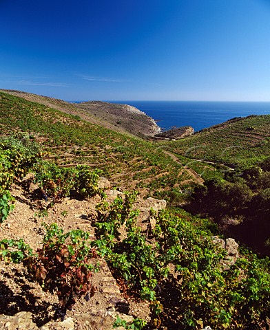 Vines planted on rocky terraces above the   Mediterranean between PortVendres and Banyuls   PyrnesOrientales France  ACs Collioure  Banyuls