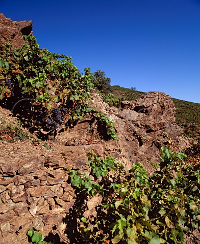 Vines on rocky terraces near the Mediterranean  between PortVendres and Banyuls  PyrnesOrientales France  ACs Collioure  Banyuls