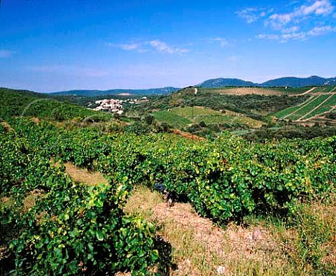 Syrah vineyard of Domaine StAntonin   Frdric Albaret above La Liquire   Hrault France     AC Faugres