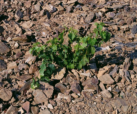 2year old Syrah vine in vineyard of Domaine StAntonin Frdric Albaret planted in schist soil La Liquire Hrault France Faugres