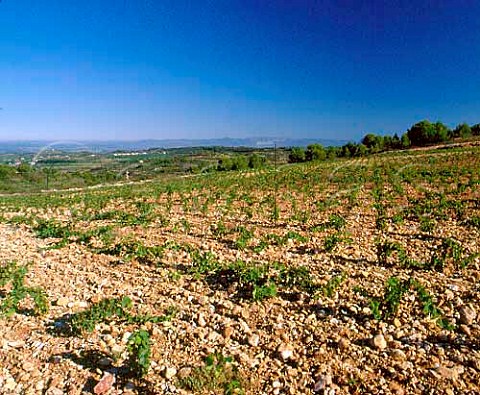 New vineyard planted on a section of land which has   recently been cleared from the garrigue by   Marlne Soria of Domaine Peyre Rose   StPargoire Hrault France     Coteaux du Languedoc