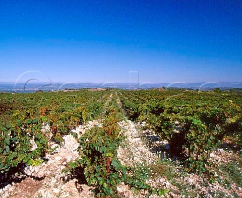 Syrah vineyard of Domaine Peyre Rose  Marlne Soria  StPargoire Hrault France   Coteaux du Languedoc
