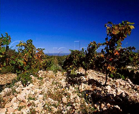Syrah vineyard of Domaine Peyre Rose  Marlne Soria  StPargoire Hrault France  Coteaux du Languedoc