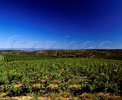 Vineyards of Domaine Peyre Rose Marlne Soria  StPargoire Hrault France   Cteaux du Languedoc