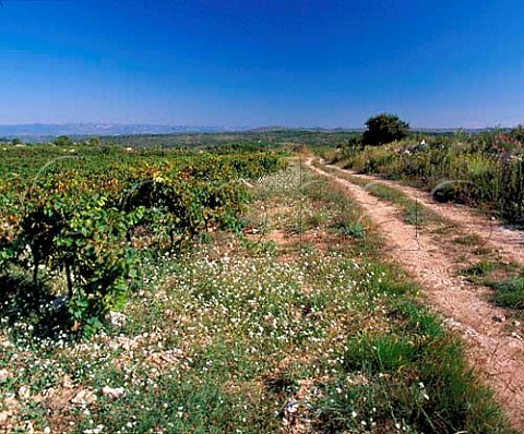 Syrah vineyard of Domaine Peyre Rose   Marlne Soria StPargoire Hrault France   Coteaux du Languedoc
