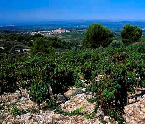 Syrah vineyard of Domaine Peyre Rose   Marlne Soria with the village of   StPonsdeMauchiens in the distance   StPargoire Hrault France   Coteaux du Languedoc