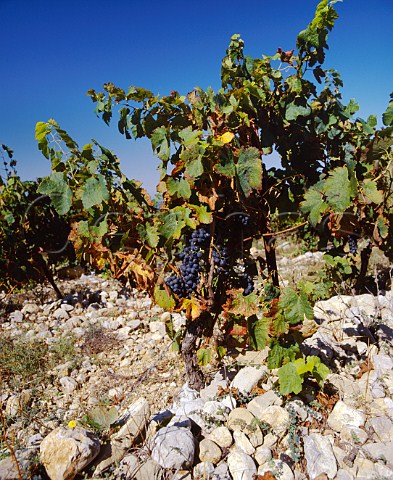 Syrah vine in the stony soil of Domaine Peyre Rose StPargoire Hrault France    Coteaux du Languedoc