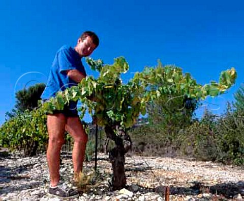 Andr Leenhardt with 40year old Grenache vine in   one of his vineyards  Chteau de Cazeneuve Lauret Hrault France   Coteaux du Languedoc Pic StLoup