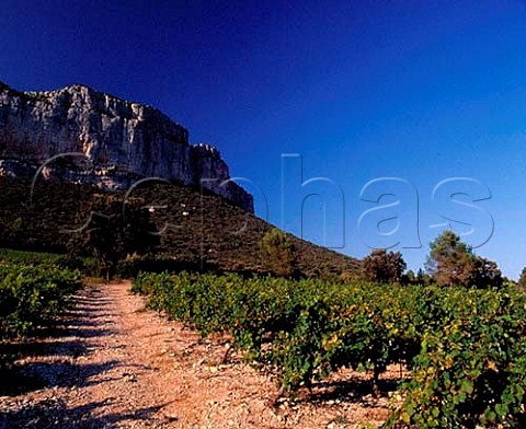 Mourvdre vineyard of Domaine de lHortus   below Montagne dHortus   near StMathieudeTrviers Hrault France   Cteaux du Languedoc Pic StLoup
