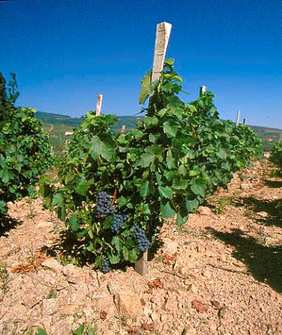 Gamay vines in the granite soil of Rgni   Rhne France  Rgni  Beaujolais