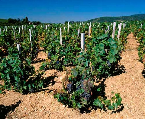 Gamay vineyard in the granite soil of Rgni   Rhne France  Rgni  Beaujolais