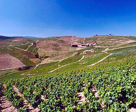 Vineyards near Fleurie Rhne France    Fleurie  Beaujolais
