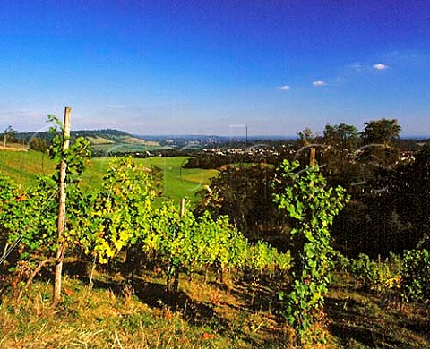Ehrenfelser vineyard of Denbies Wine Estate   Dorking Surrey England