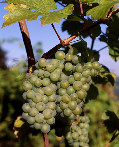 Ehrenfelser grapes Denbies Estate Dorking Surrey   England