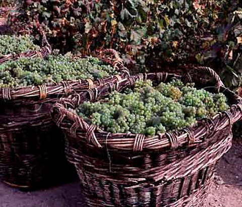 Chardonnay grapes in traditional baskets 100kg in   each in vineyard of Champagne Fallet at Cramant   Based in Avize this producer is possibly the last   still to use them   Marne France   Cte des Blancs  Champagne