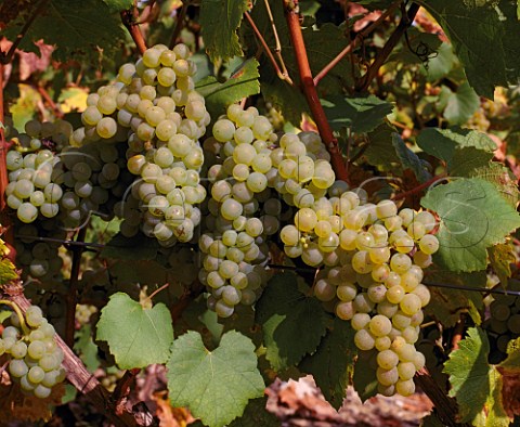 Ripe Chardonnay grapes in vineyard of   Mot et Chandon at Avize Marne France    Cte des Blancs  Champagne
