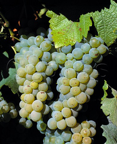 Ripe Sauvignon Blanc grapes  Sancerre