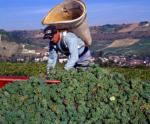 Harvesting Sauvignon grapes of Domaine Nol at   Chavignol Cher France  AC Sancerre