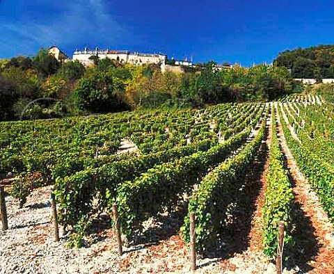 La Chtellerie vineyard Sauvignon Blanc of Joseph Mellot below the hilltop town of Sancerre Cher France AC Sancerre