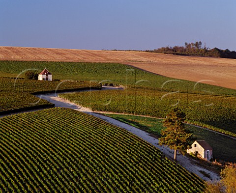 Vineyards at StCyrlesColons Yonne France  AC Bourgogne