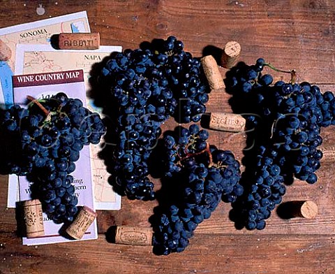 Merlot grapes California wine corks and wine guides