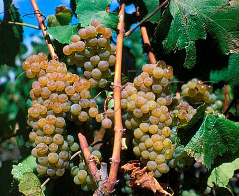 Ripe Chardonnay grapes in vineyard of   Codorniu Napa Napa California  Carneros
