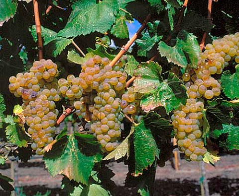 Ripe Chardonnay grapes in vineyard of   Artesa Napa California  Carneros