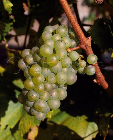 Chardonnay grapes of Nyetimber Vineyard West Chiltington Sussex England