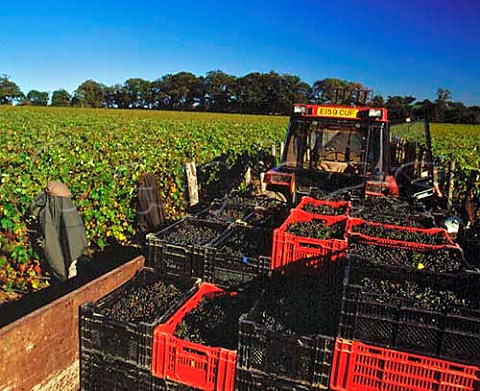 Crates of harvested Pinot Meunier and Pinot Noir   grapes Nyetimber Vineyard West Chiltington Sussex   England