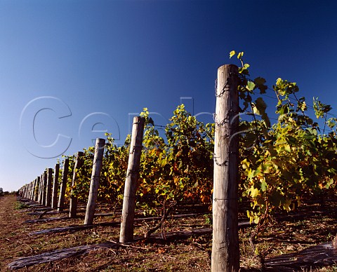 Autumnal vines of Nyetimber Vineyard   West Chiltington Sussex England