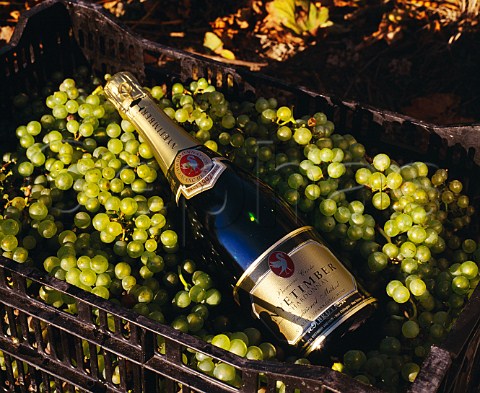 Bottle of Nyetimber Blanc de Blancs sparkling wine in basket of Chardonnay grapes   Nyetimber Vineyard West Chiltington Sussex   England