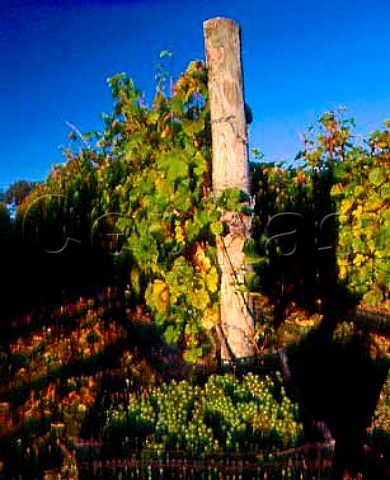 Basket of harvested Chardonnay grapes   Nyetimber Vineyard West Chiltington Sussex   England