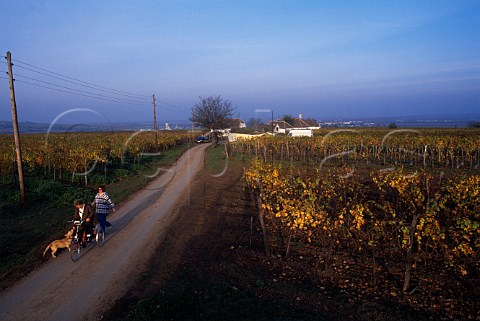 Autumnal vineyards at Zellerndorf near   Retz Austria      Weinviertel