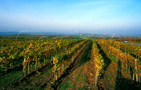Autumnal vineyards at Zellerndorf   near Retz Austria    Weinviertel